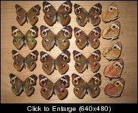Buckeyes 004.jpg